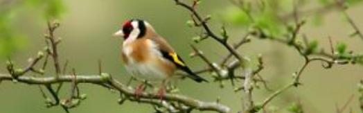 Wees Een Dichter als een Vogel