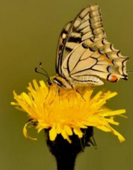 The Dandelion and the Butterfly