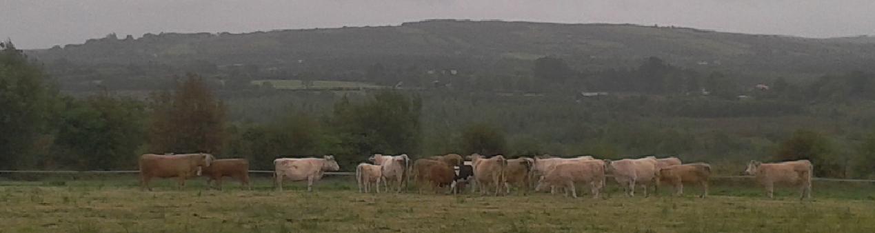 Cattle Graze by the Croppys Grave in Ballinamuck