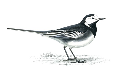 The Willie Wagtail was one of my favourite birds where I grew up in Banagher. 