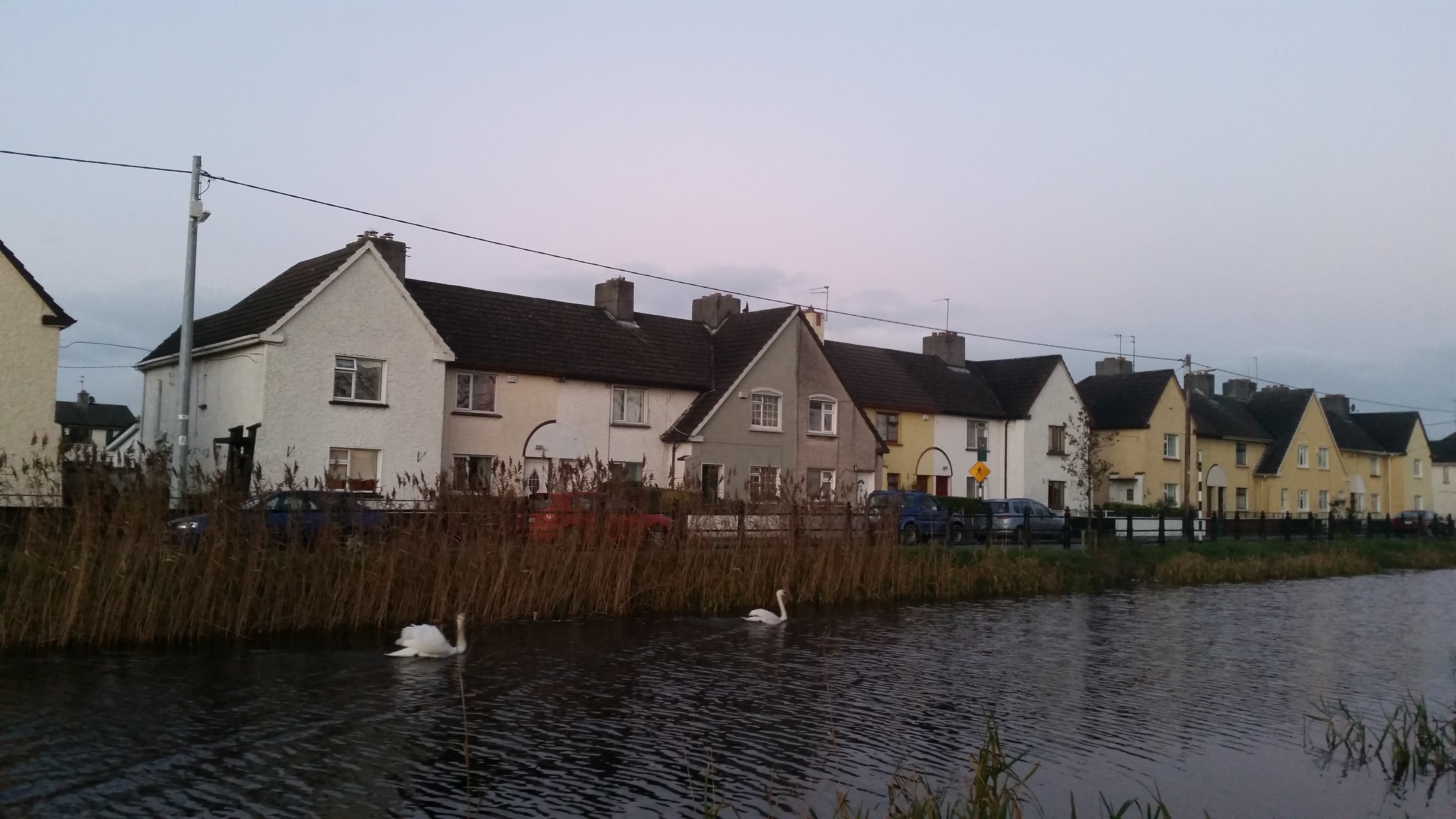Swans on the Grand Canal in Tullamore