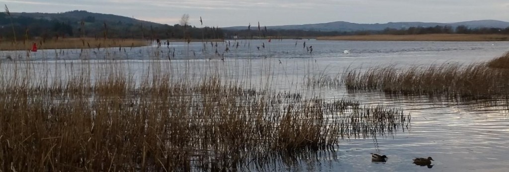 Ducks on the River Corrib at Menlo