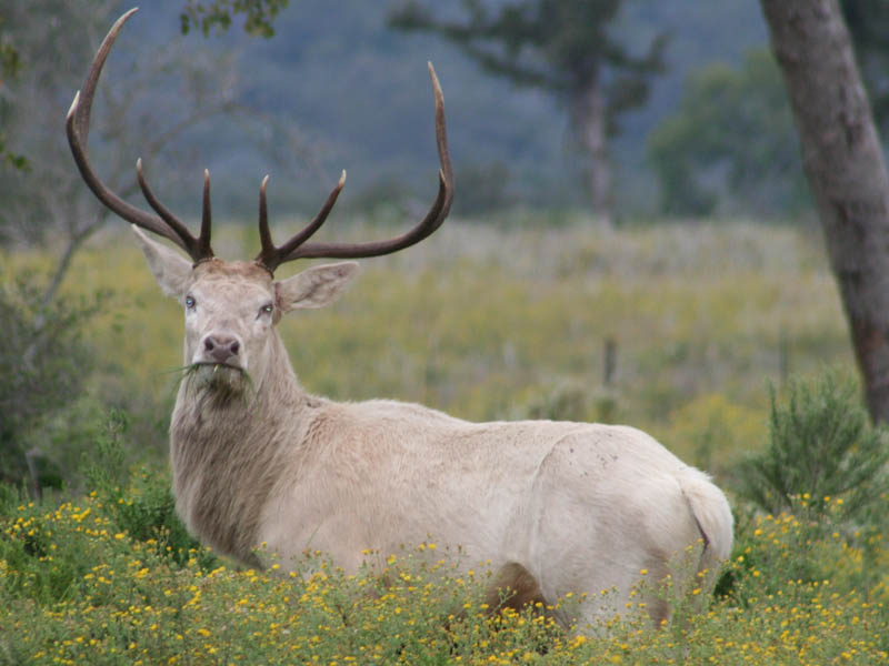 The stag is a symbol of endurance and strenght in a lot of cultures. In this Native American folktale it is an impossible task set by a disapproving father for his daughters suitor, only for him to become one and be killed. Similar symbology is in the founding legends of the Clan Eoghanchta in Ireland where the death of the Red Stag marks their terrortory within its track of life blood its sheds during the chase...