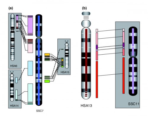 Blocks of conserved synteny between pig and human. (a) Pig SSC7 to human chromosomes 6, 14 and 15. (b) HSA13 compared to pig chromosome 11. Block inversions between pig and human are denoted with broken lines. Contig coverage is depicted by bars in the center of SSC7 and HSA13.