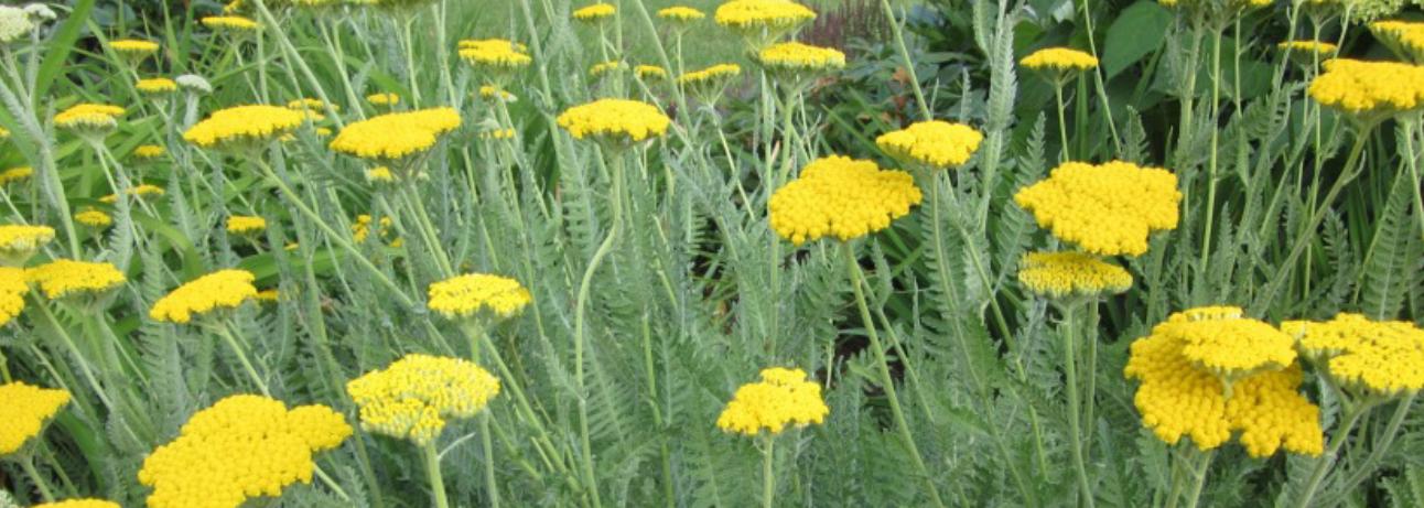 A Halloween game of cutting the "Yarrow" herb, and placing neath a pillow, was a charm to dream of the future spoiuse of the sleeper. They though had to keep silent for the night, not easy for North Longford folk, where the game was from!