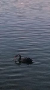 Black Swan on the Claddagh