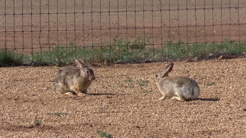 When is a Rabbit Not a Good Rabbit?