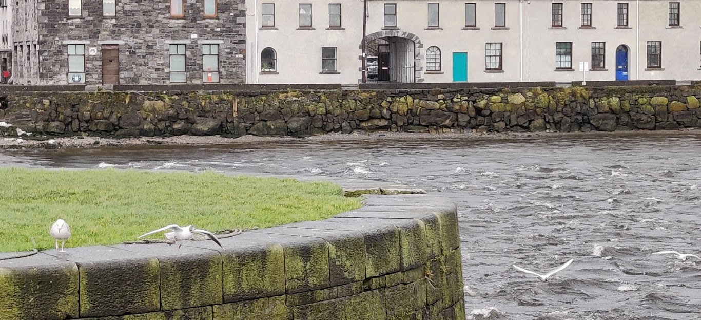 Black Headed Gulls on the Claddagh